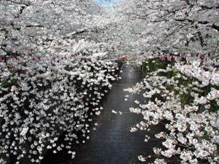 目黒川の桜｜花見特集2016