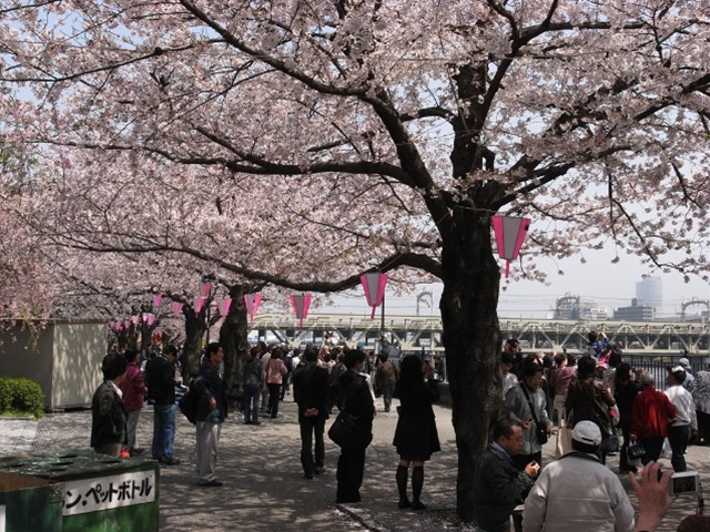 「隅田公園桜まつり」｜TAITOおでかけナビ