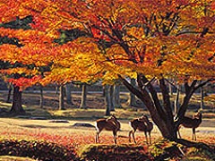 奈良公園の紅葉