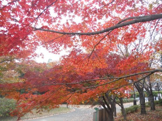 木場公園の紅葉