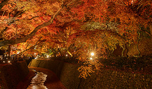 北野天満宮の紅葉