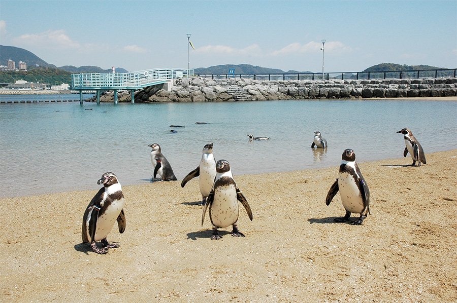 長崎ペンギン水族館 | 長崎市にある水族館です。ペンギンの種類は日本一です。