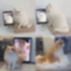 ペット オーダーメイド グッズ 犬 猫 うちの子 写真 イラスト オーダー 